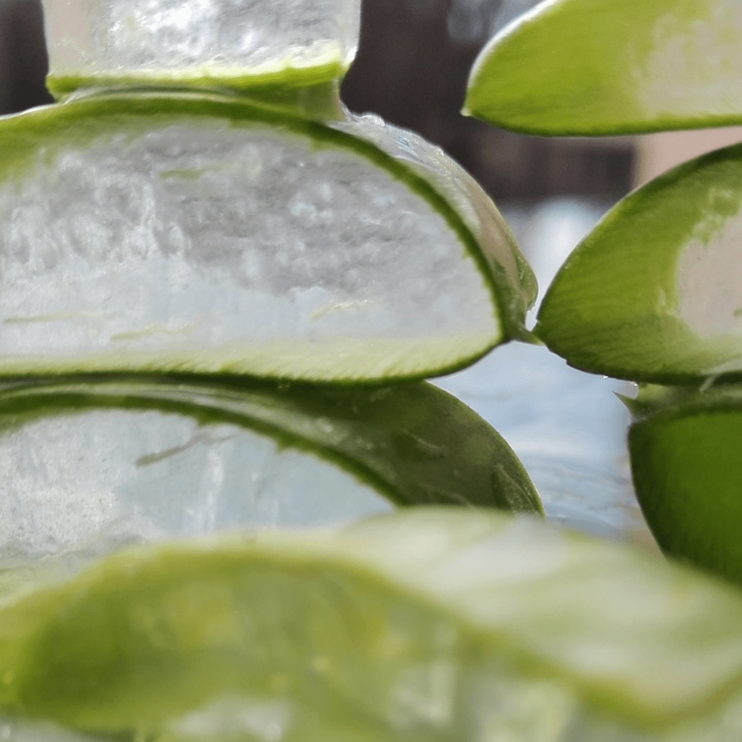 Aloe Vera Gel and Curly Hair - Glowrious